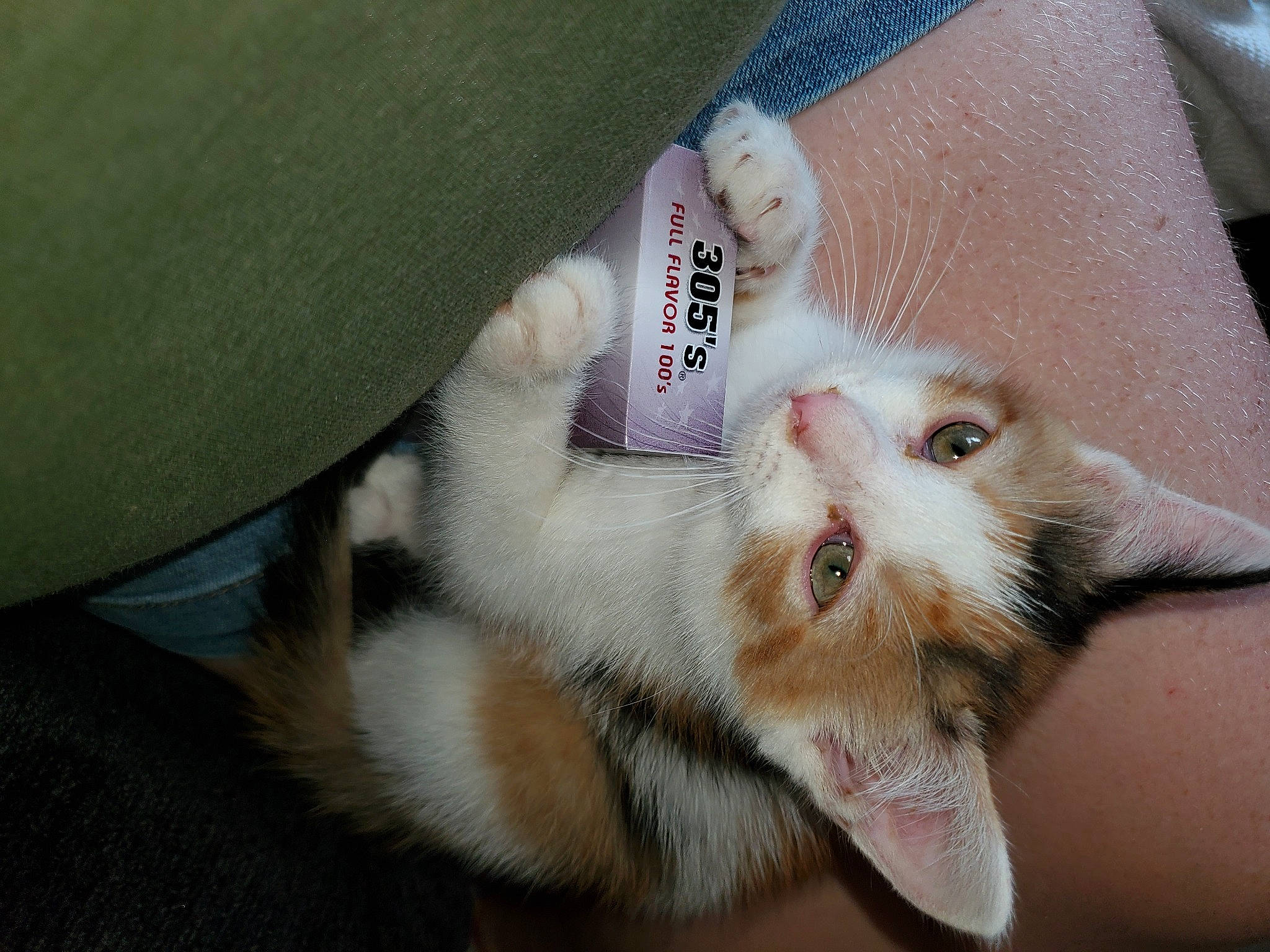 Wicca is registered to the contest to win money with this photo: carnivore, cat, claw, domestic_short_haired_cat, fawn, felidae, foot, fur, nail, paw, small_to_medium_sized_cats, snout, tail, whiskers