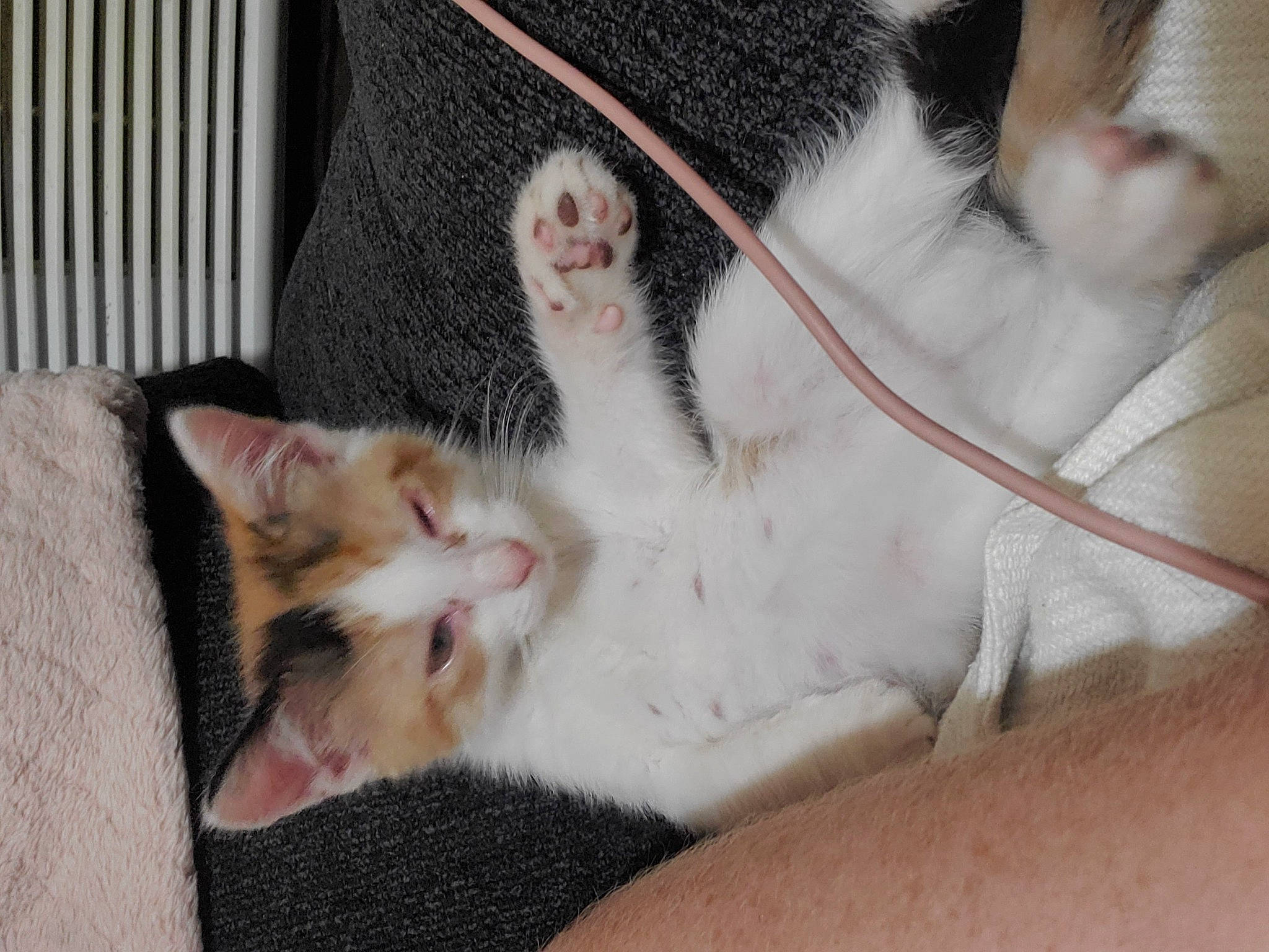 Wicca is registered to the contest to win money with this photo: animal_shelter, canidae, carnivore, cat, claw, comfort, companion_dog, dog_breed, domestic_short_haired_cat, fawn, felidae, foot, fur, nap, paw, small_to_medium_sized_cats, snout, tail, whiskers