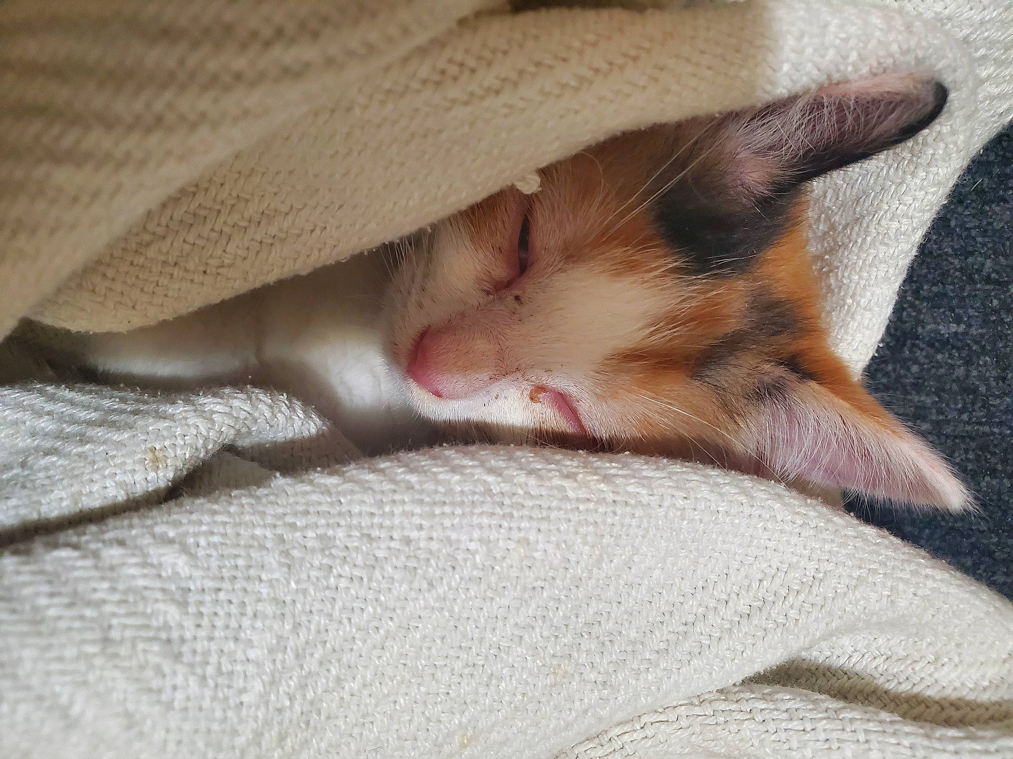 Wicca is registered to the contest to win money with this photo: canidae, carnivore, cat, claw, comfort, dog_breed, domestic_short_haired_cat, fawn, felidae, fur, linens, nail, nap, paw, sleep, small_to_medium_sized_cats, snout, tail, terrestrial_animal, whiskers