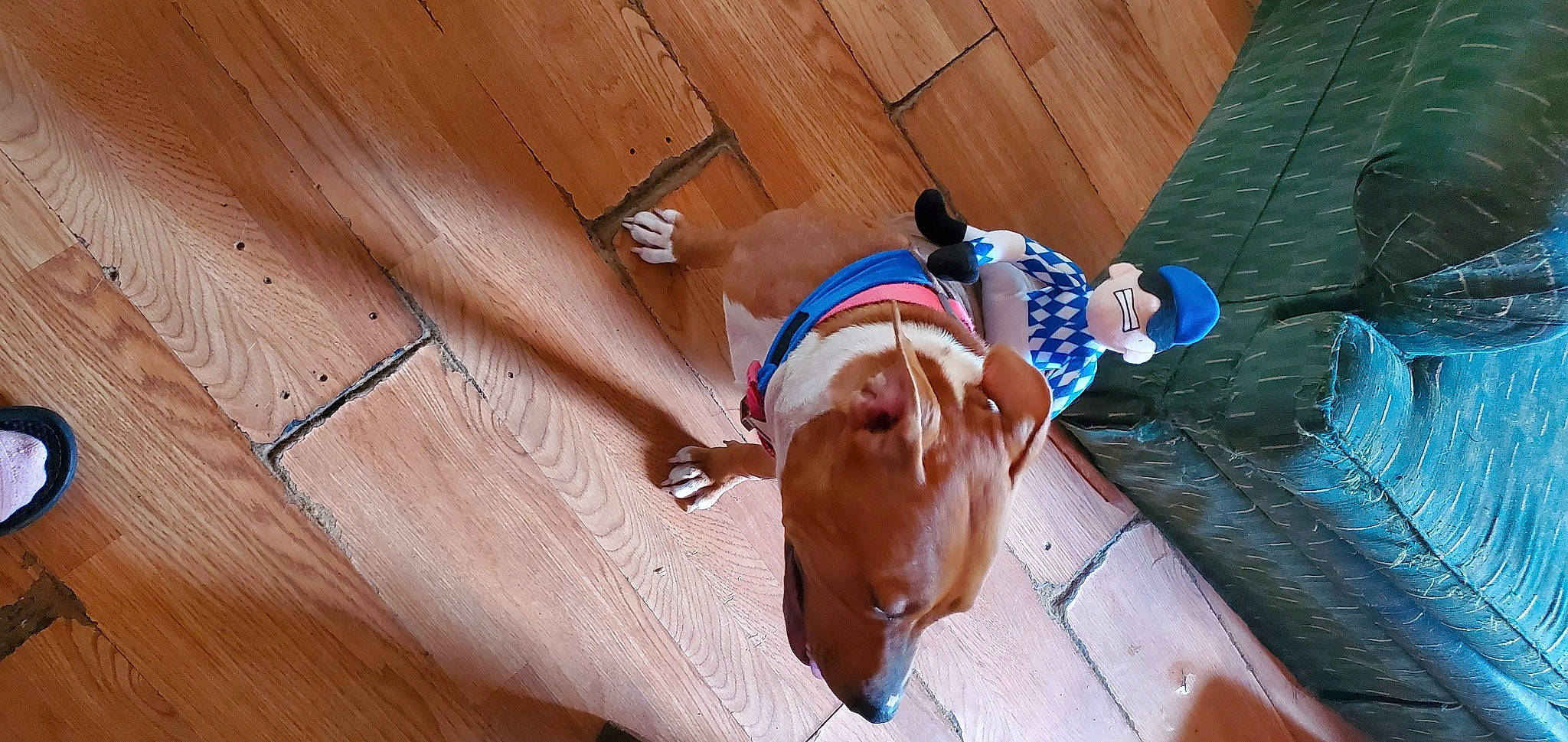 Mocha joined the competition — help win amazing prizes! carnivore, comfort, companion_dog, dog, dog_breed, dog_collar, dog_supply, fawn, floor, flooring, hardwood, liver, pet_supply, plank, plywood, tail, varnish, wood, wood_stain, working_animal