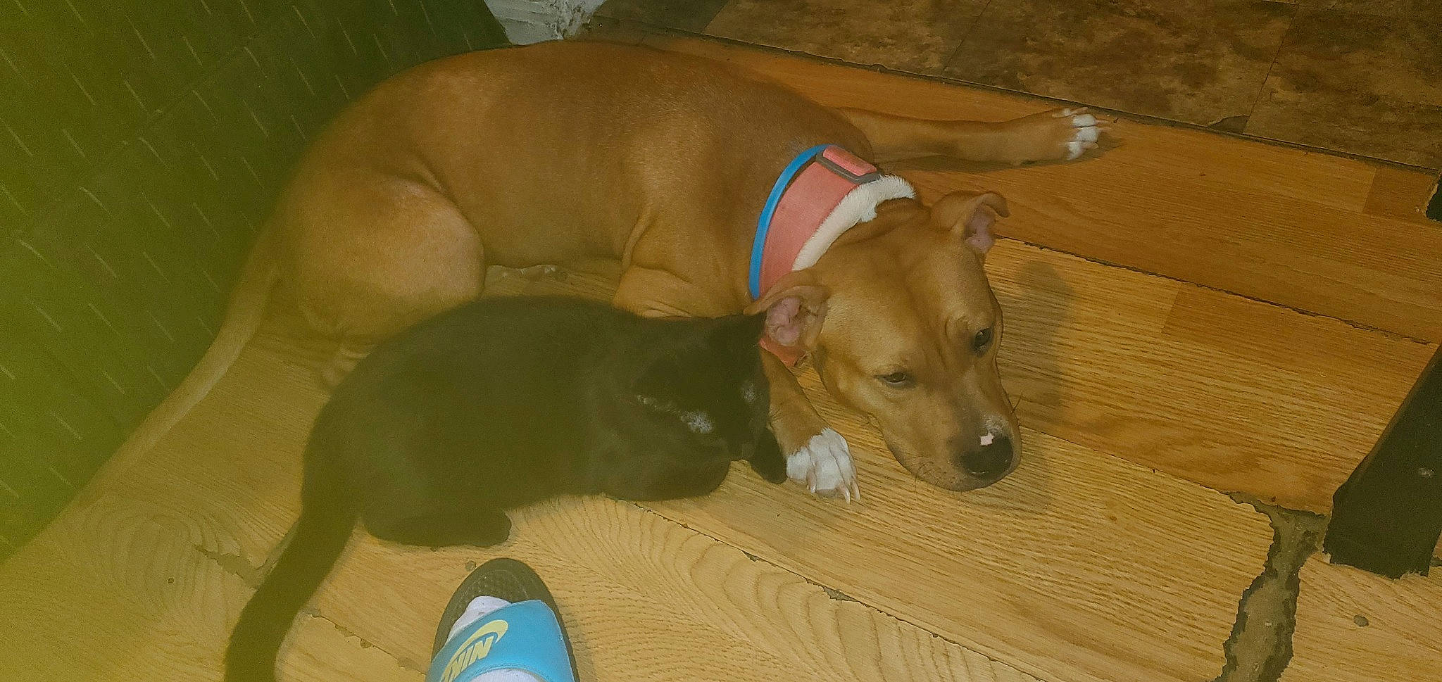 Mocha joined the competition — help win amazing prizes! canidae, carnivore, comfort, companion_dog, dog, dog_breed, dog_supply, fawn, flooring, foot, hardwood, liver, paw, pet_supply, snout, sporting_group, tail, wood, wood_flooring, working_animal