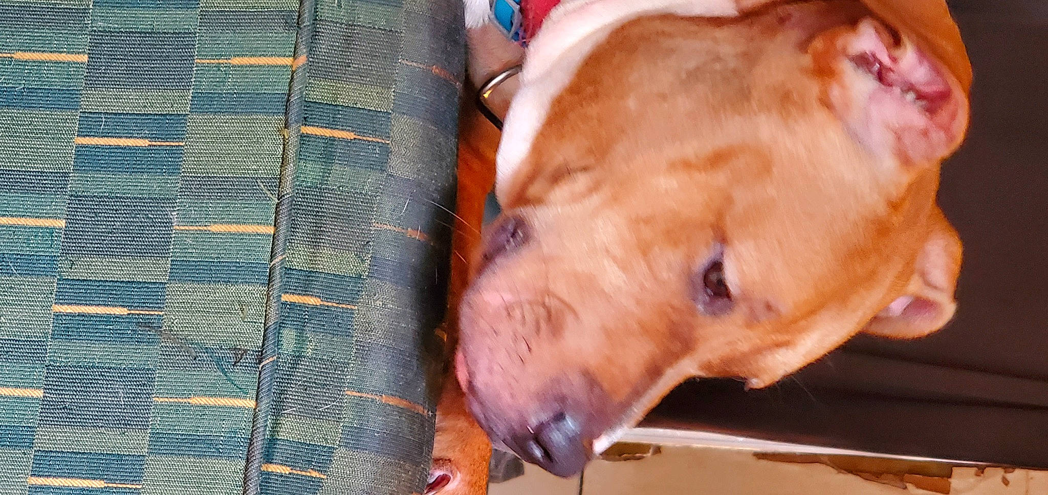 Mocha joined the competition — help win amazing prizes! carnivore, collar, companion_dog, denim, dog, dog_breed, dog_collar, dog_supply, fawn, guard_dog, gun_dog, liver, non_sporting_group, pattern, pet_supply, sporting_group, terrestrial_animal, whiskers, working_animal, working_dog