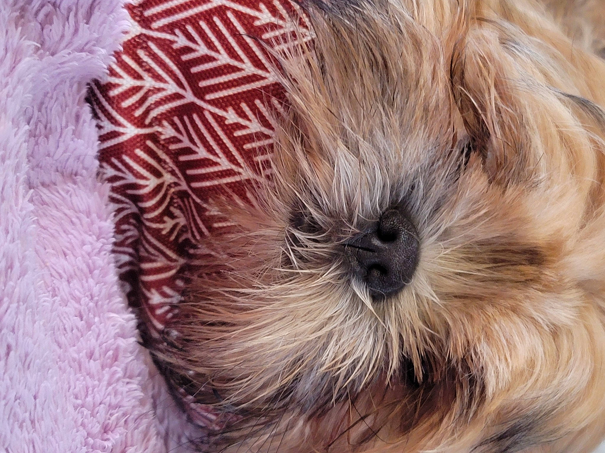 Shadow is registered to the contest to win money with this photo: carnivore, close_up, companion_dog, dog, dog_breed, eye, eyelash, fawn, fur, head, human_body, liver, shih_tzu, small_terrier, snout, terrier, toy_dog, whiskers, wool, working_animal