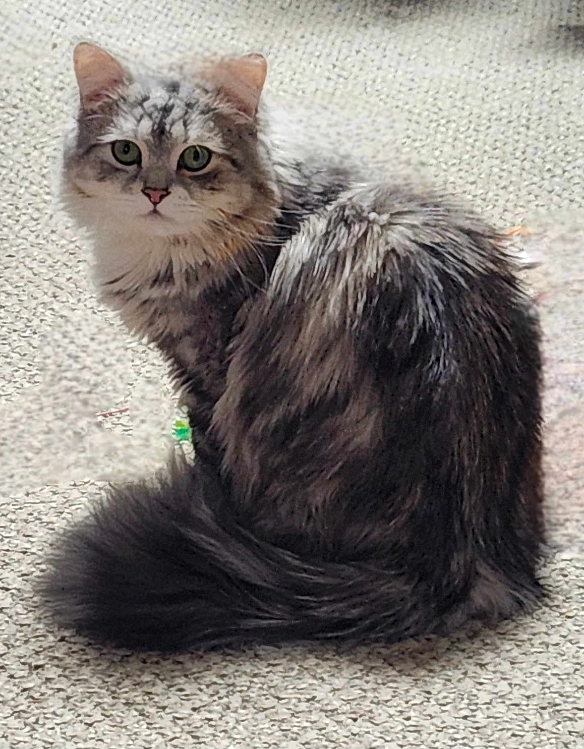 Willow