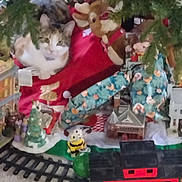 Kali is registered to the contest to win money with this photo: cat, christmas_tree, holiday_decor, stuffed_animal, toy_train, train_track, figurine, miniature_building, red_blanket, greenery, indoor, festive, decorations, plush_toy, animal, pet, christmas, holiday, cozy, curious