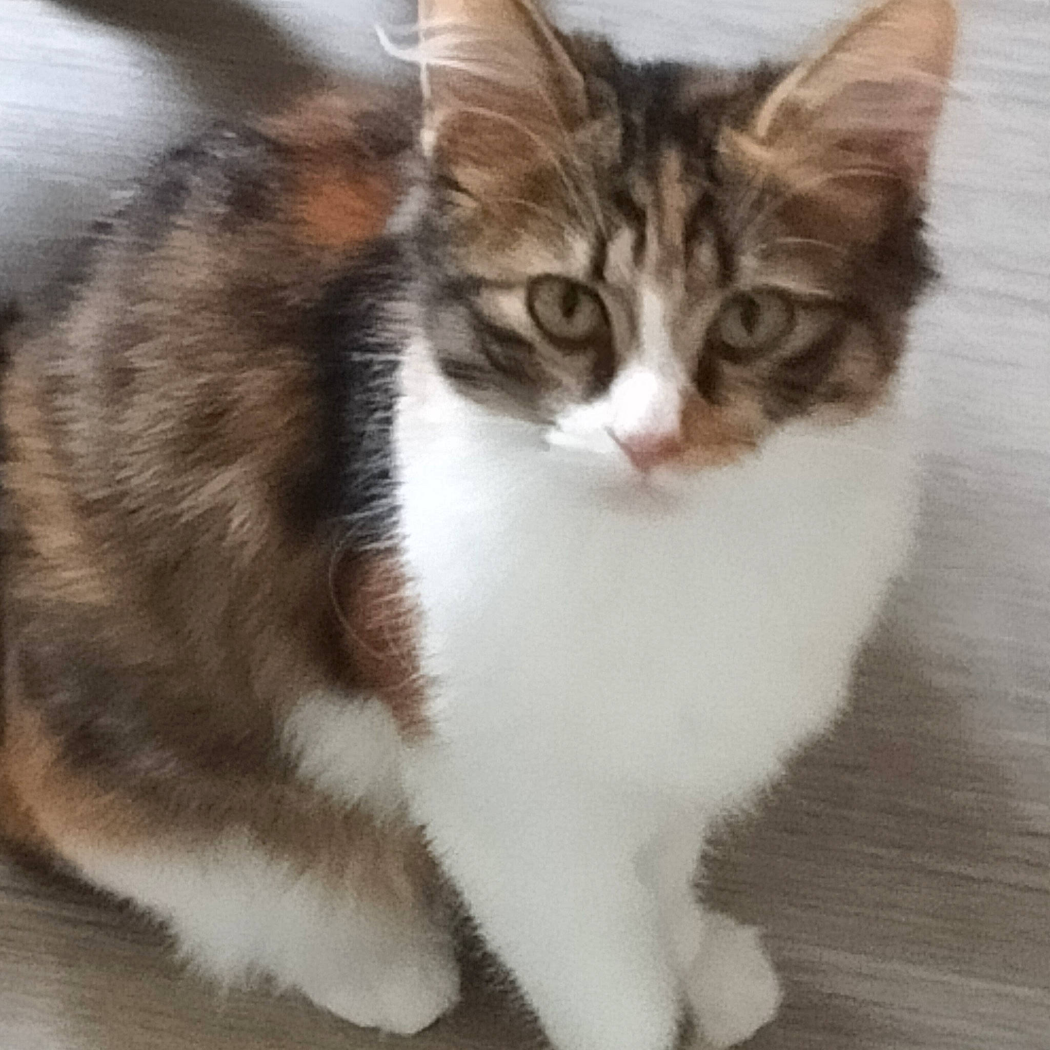 Wendy a rejoint le concours — aidez-le/la à gagner de superbes lots ! carnivore, cat, claw, domestic_short_haired_cat, eye, felidae, foot, fur, iris, paw, sitting, small_to_medium_sized_cats, snout, tail, terrestrial_animal, whiskers, window