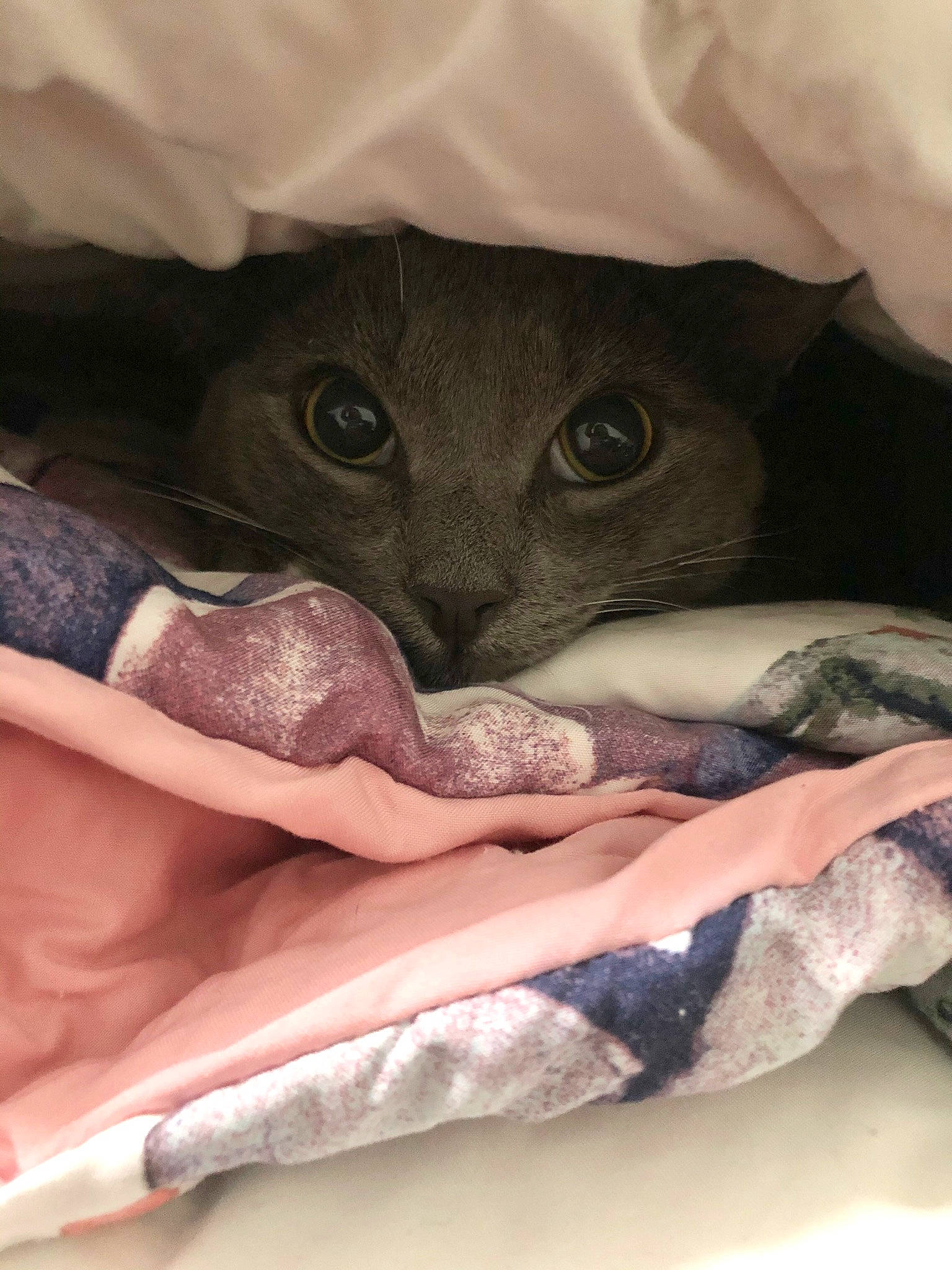 Tom joined the competition — help win amazing prizes! carnivore, cat, chartreux, cornish_rex, felidae, korat, russian_blue, small_to_medium_sized_cats, snout, whiskers