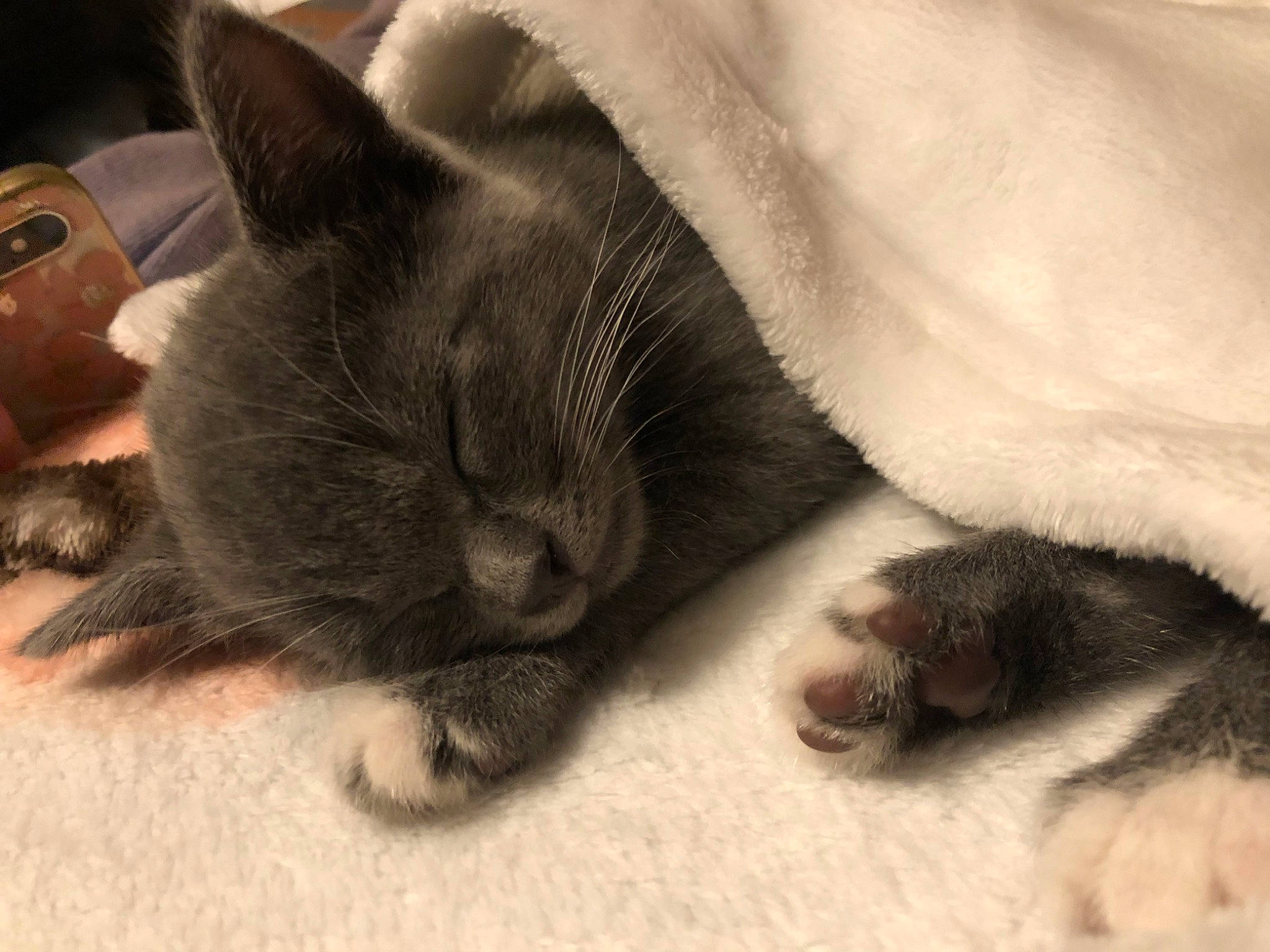 Tom joined the competition — help win amazing prizes! british_shorthair, burmese, carnivore, cat, chartreux, claw, domestic_short_haired_cat, felidae, fur, kitten, korat, mammal, nap, nebelung, paw, polydactyl_cat, russian_blue, small_to_medium_sized_cats, snout, whiskers