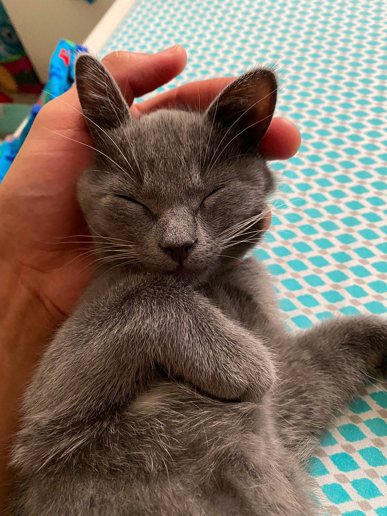 Tom is registered to the contest to win money with this photo: asian, british_shorthair, burmese, carnivore, cat, chartreux, domestic_short_haired_cat, ear, felidae, gesture, hand, kitten, korat, mammal, nebelung, nose, russian_blue, small_to_medium_sized_cats, snout, whiskers