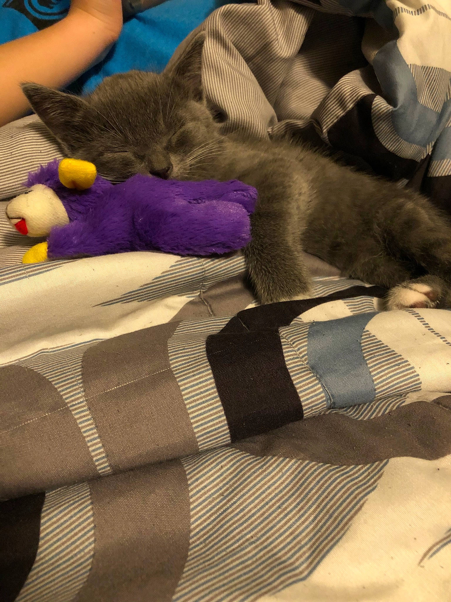 Tom joined the competition — help win amazing prizes! blanket, fawn, sleep