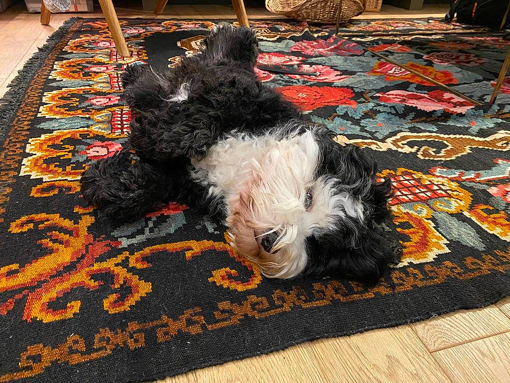 Oscar participe au concours pour gagner de l'argent avec cette photo : black, canidae, carnivore, carpet, companion_dog, dog, dog_breed, floor, flooring, fur, hardwood, road_surface, sidewalk, sporting_group, tail, terrier, textile, toy_dog, water_dog, wood