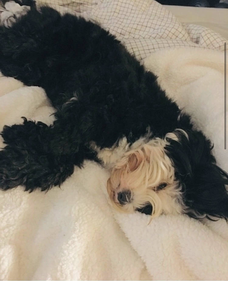 Oscar participe au concours pour gagner de l'argent avec cette photo : canidae, carnivore, comfort, companion_dog, dog, dog_breed, dog_supply, fur, labradoodle, maltepoo, pet_supply, puppy_love, small_terrier, snout, sporting_group, tail, terrier, toy_dog, water_dog, working_animal