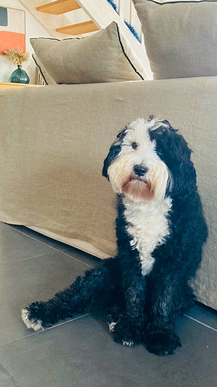 Oscar participe au concours pour gagner de l'argent avec cette photo : canidae, carnivore, comfort, companion_dog, couch, dog, dog_breed, fur, maltepoo, non_sporting_group, small_terrier, snout, sporting_group, terrier, toy_dog, water_dog, working_animal