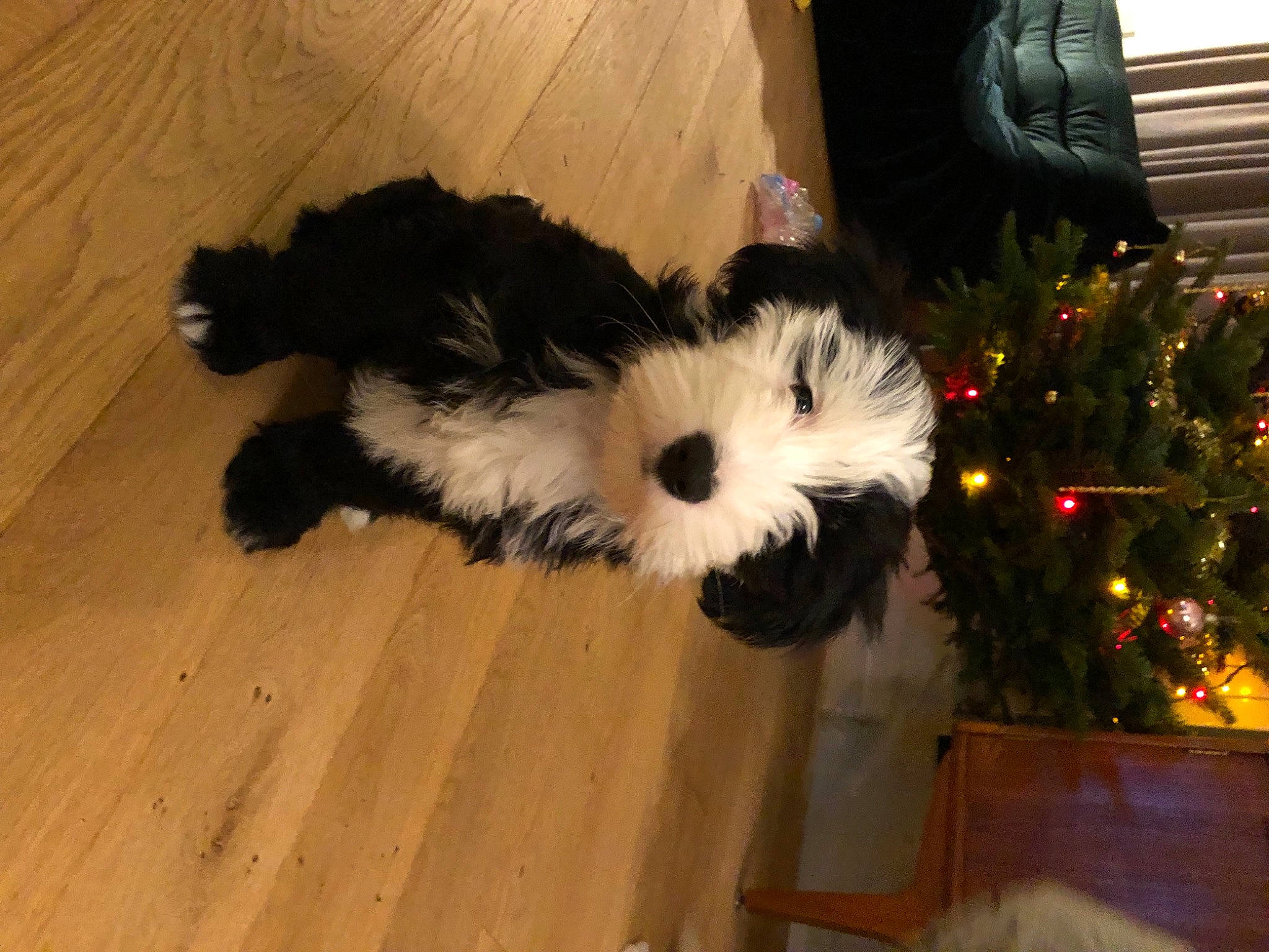 Oscar a rejoint le concours — aidez-le/la à gagner de superbes lots ! carnivore, christmas_tree, companion_dog, dog, dog_breed, event, flooring, fur, hardwood, laminate_flooring, lighthouse, plant, small_terrier, sporting_group, tail, terrier, toy_dog, wood, wood_flooring, wood_stain