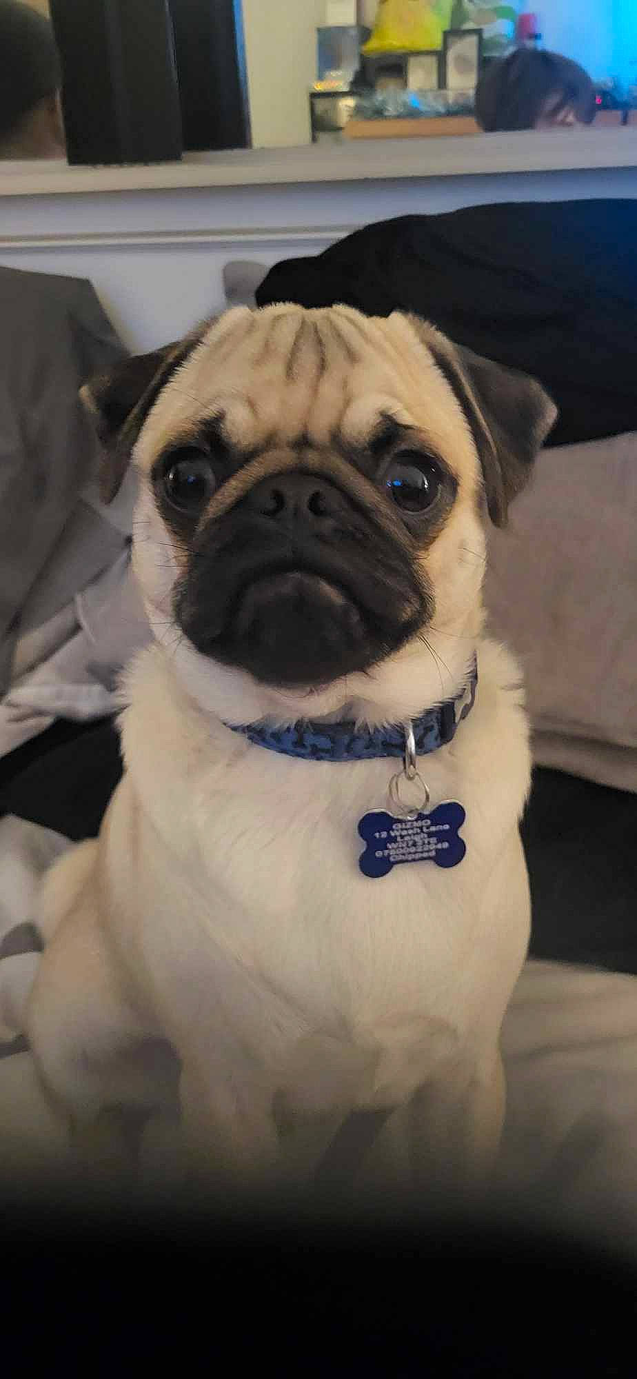 Gizmo is registered to the contest to win money with this photo: canidae, carnivore, collar, companion_dog, dog, dog_breed, dog_collar, dog_supply, fawn, fur, human_body, pet_supply, plant, pug, snout, sporting_group, toy_dog, whiskers, working_animal, wrinkle