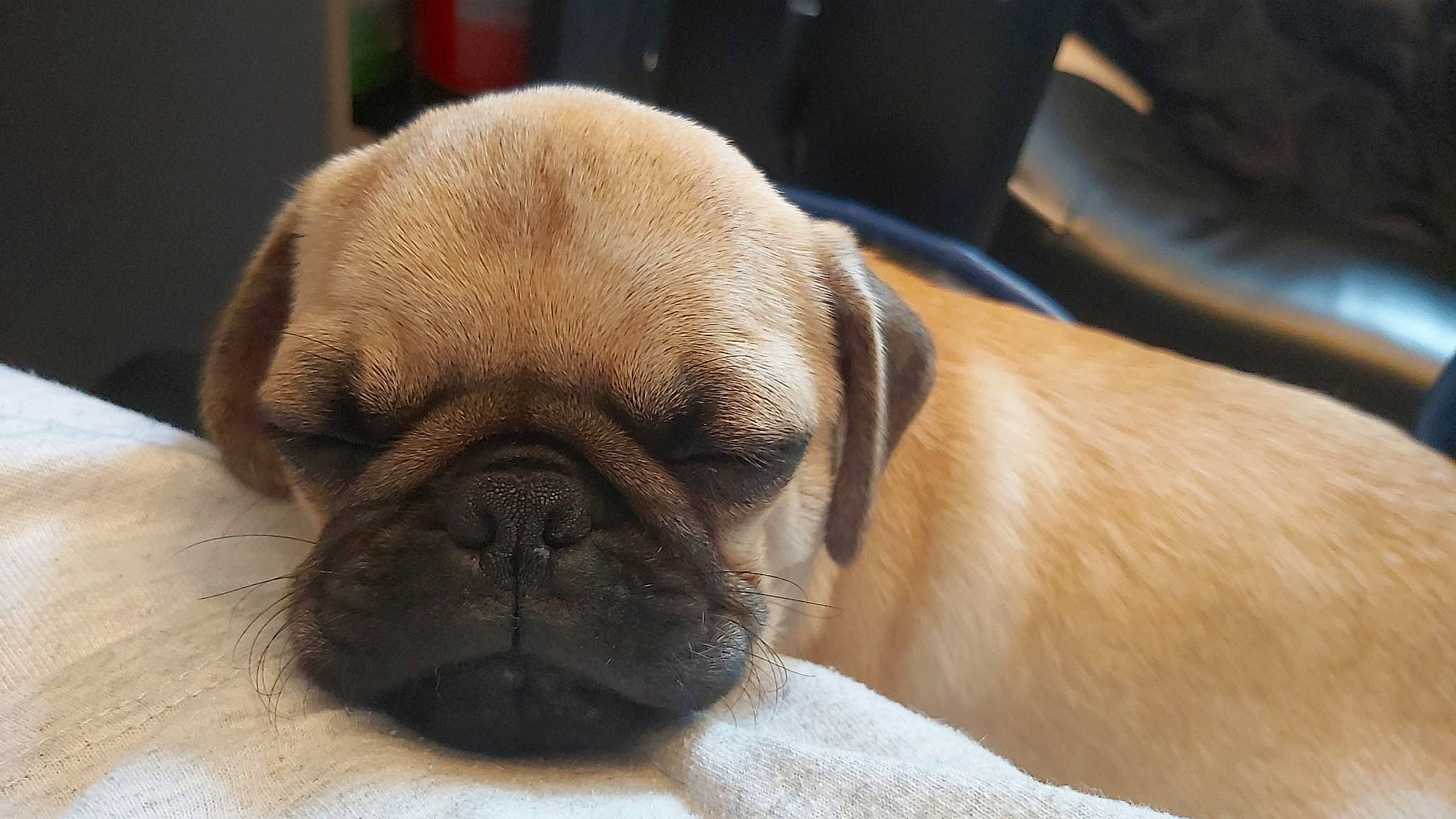 Gizmo is registered to the contest to win money with this photo: ancient_dog_breeds, canidae, carnivore, companion_dog, dog, dog_breed, ear, fawn, flooring, non_sporting_group, pug, snout, sporting_group, terrestrial_animal, toy_dog, whiskers, wood, working_animal, wrinkle