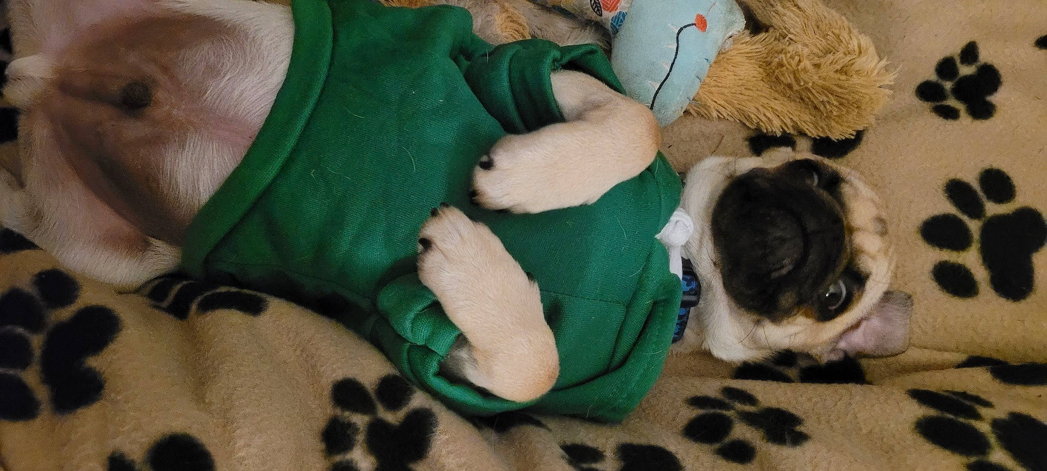 Gizmo joined the competition — help win amazing prizes! canidae, carnivore, comfort, companion_dog, dog, dog_breed, fawn, felidae, fur, nap, paw, pug, snout, sporting_group, stuffed_toy, tail, toy, toy_dog, whiskers, wrinkle