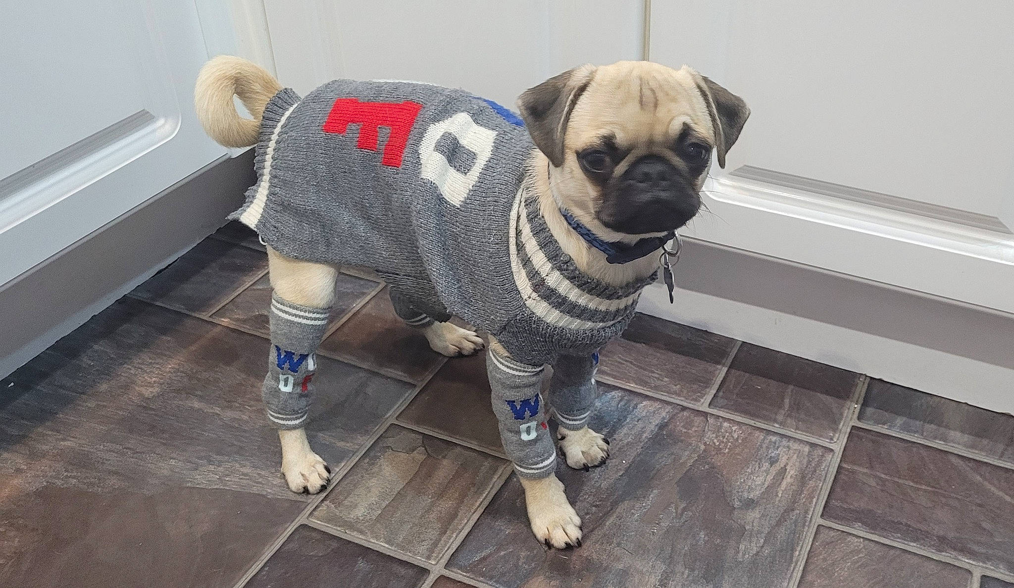 Gizmo joined the competition — help win amazing prizes! carnivore, collar, companion_dog, dog, dog_breed, dog_clothes, dog_collar, dog_supply, fawn, flooring, leash, pet_supply, pug, snout, sporting_group, sunglasses, tail, toy_dog, wood, working_animal