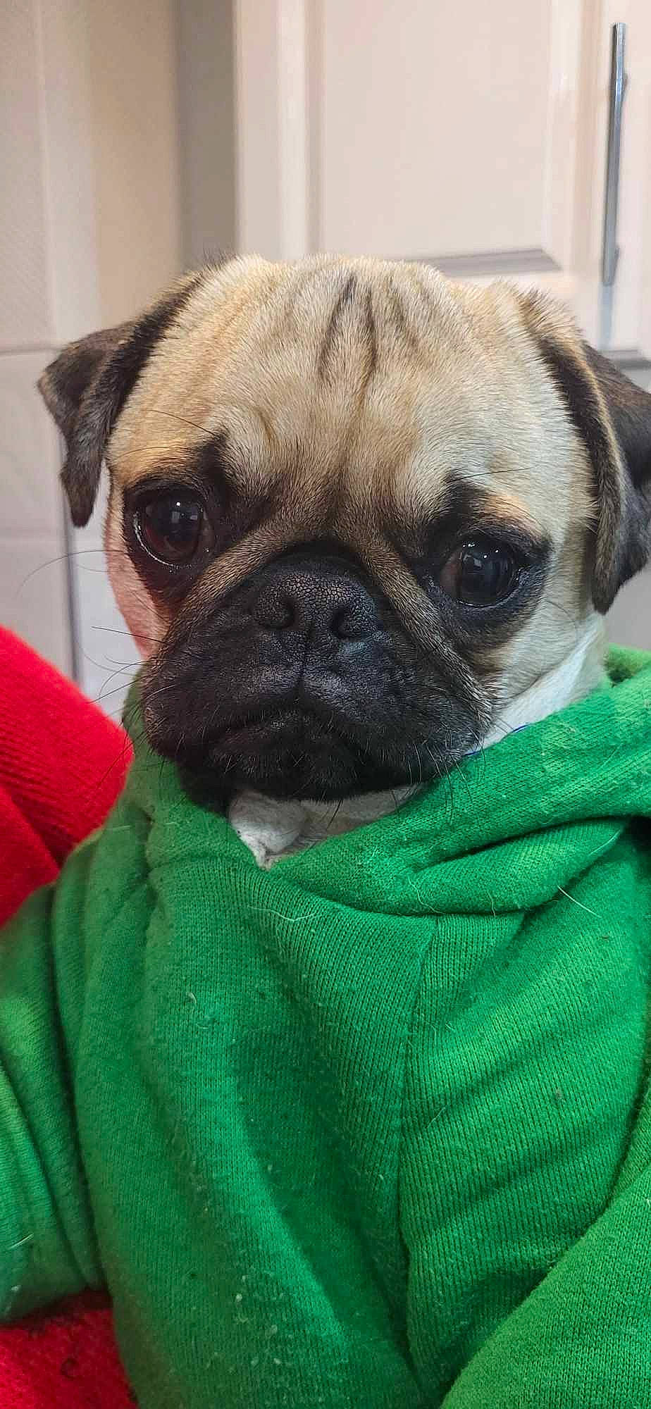 Gizmo is registered to the contest to win money with this photo: biting, canidae, carnivore, companion_dog, dog, dog_breed, fawn, fur, grass, non_sporting_group, pug, puppy, snout, sporting_group, terrestrial_animal, toy_dog, whiskers, working_animal, working_dog, wrinkle