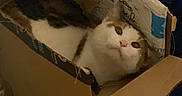 Kat is registered to the contest to win money with this photo: cat, cardboard_box, amazon_prime, indoor, pet, feline, curious, cozy, animal, brown, white, box, domestic_cat, resting, looking_up, home, cute, fur, small_space, container