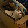 cat, cardboard_box, amazon_prime, indoor, pet, feline, curious, cozy, animal, brown, white, box, domestic_cat, resting, looking_up, home, cute, fur, small_space, container