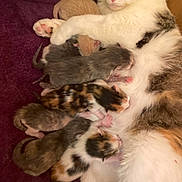 Kat is registered to the contest to win money with this photo: cat, kitten, newborn, animal, feline, mother, nursing, sleeping, fur, cute, domestic_cat, pet, family, warm, resting, closeup, indoor, blanket, comfort, love