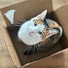 cat, calico_cat, box, cardboard_box, whiskers, pet, indoor, feline, looking_up, curious, animal, cute, domestic_cat, soft_focus, brown, white, orange, green_eyes, wooden_floor, closeup
