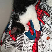 Leo joined the competition — help win amazing prizes! kitten, cat, sleeping, black_and_white, blanket, spiderman, superhero, pattern, fabric, indoor, cozy, resting, cute, animal, pet, fur, paw, nose, whiskers, bed