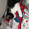 kitten, cat, sleeping, black_and_white, blanket, spiderman, superhero, pattern, fabric, indoor, cozy, resting, cute, animal, pet, fur, paw, nose, whiskers, bed