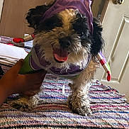 Dorritas is registered to the contest to win money with this photo: dog, costume, purple, knitted_blanket, hand, indoor, door, doorknob, happy, pet, fur, small_dog, standing, carpet, wooden_wall, tongue_out, cute, animal, home, portrait