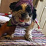 dog, costume, purple, knitted_blanket, hand, indoor, door, doorknob, happy, pet, fur, small_dog, standing, carpet, wooden_wall, tongue_out, cute, animal, home, portrait