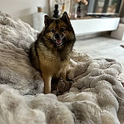 Kiara a rejoint le concours — aidez-le/la à gagner de superbes lots ! dog, pet, living_room, blanket, plush, fur, happy, toy, cozy, indoor, furniture, modern, smiling, canine, relaxed, home, decor, couch, floor, animal