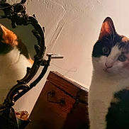 Tekila participe au concours pour gagner de l'argent avec cette photo : animal, calico_cat, cat, closeup, curious, decor, ears, face, furniture, indoor, lighting, mirror, pet, portrait, reflection, shadow, wall, whiskers, window, wooden_chest