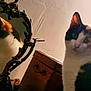 animal, calico_cat, cat, closeup, curious, decor, ears, face, furniture, indoor, lighting, mirror, pet, portrait, reflection, shadow, wall, whiskers, window, wooden_chest
