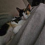 Tekila participe au concours pour gagner de l'argent avec cette photo : animal, blanket, calico_cat, cat, comfort, couch, cozy, ears, feline, fur, home, indoor, laying, paw, pet, relaxed, resting, sleepy, soft, whiskers