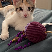 Tekila is registered to the contest to win money with this photo: cat, kitten, animal, pet, feline, white_fur, calico, blue_eyes, wide_eyes, whiskers, ears, bed, bedroom, yarn, toy, purple, indoor, cozy, portrait, playful