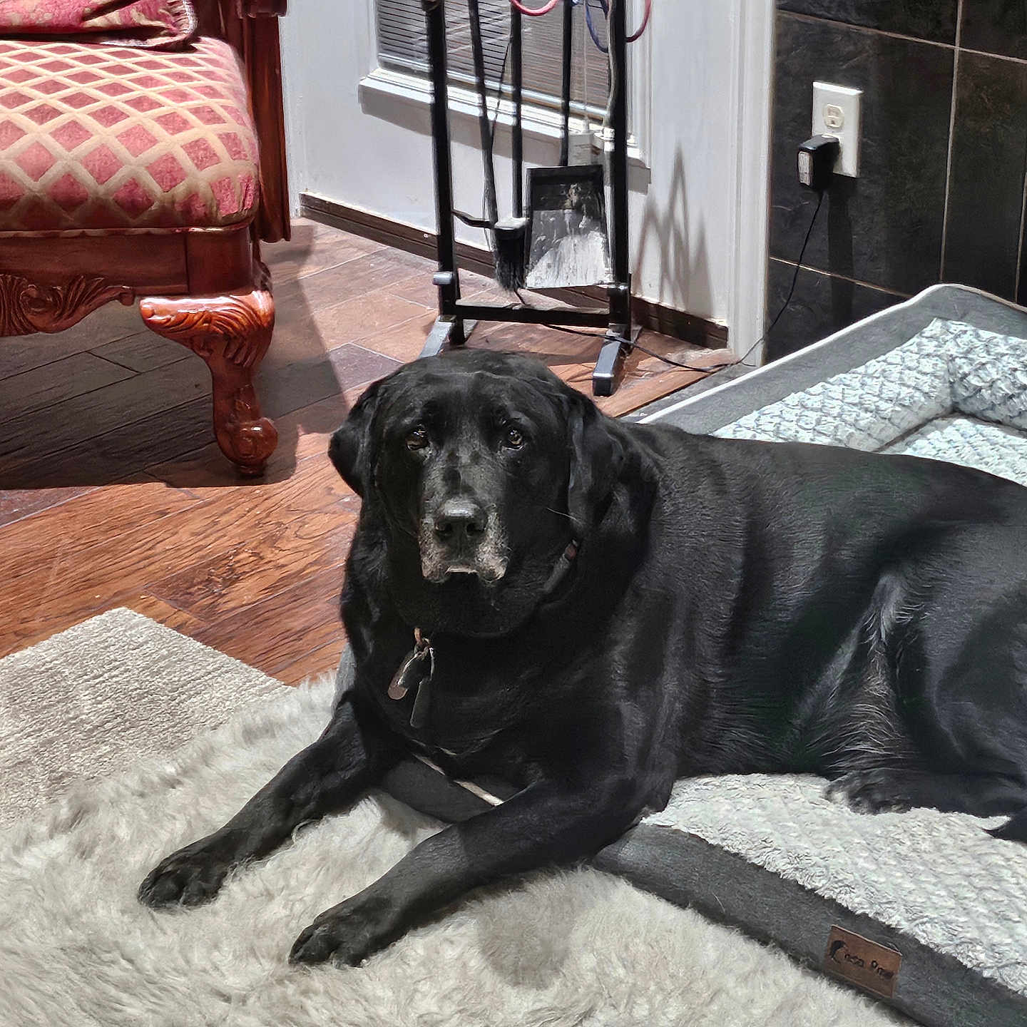 Bentley joined the competition — help win amazing prizes! animal, architecture, bed, building, canine, dog, dogbed, furniture, hardwood, homedecor, hound, indoors, interiordesign, labradorretriever, livingroom, pet, puppy, room, wood