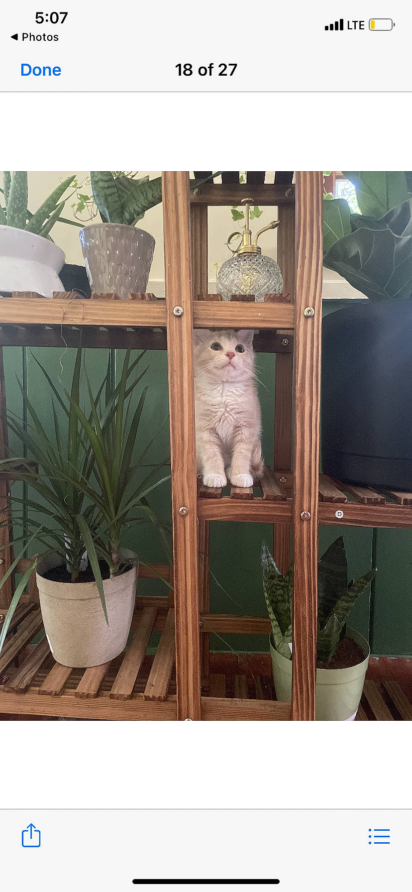 Simba is registered to the contest to win money with this photo: carnivore, cat, chair, fawn, felidae, flowerpot, grass, green, house, houseplant, interior_design, outdoor_furniture, plant, room, shelf, shelving, small_to_medium_sized_cats, terrestrial_plant, whiskers, wood