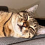 Migy participe au concours pour gagner de l'argent avec cette photo : cat, tabby_cat, sleeping, close_up, whiskers, fur, pet, domestic_animal, relaxation, nap, animal_face, ears, cute, feline, indoor, texture, soft_light, peaceful, resting, muzzle