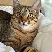 Migy a rejoint le concours — aidez-le/la à gagner de superbes lots ! cat, tabby, pet, animal, feline, whiskers, ears, eyes, fur, closeup, indoor, blanket, soft, relaxed, comfort, cute, laying, domestic, mammal, portrait