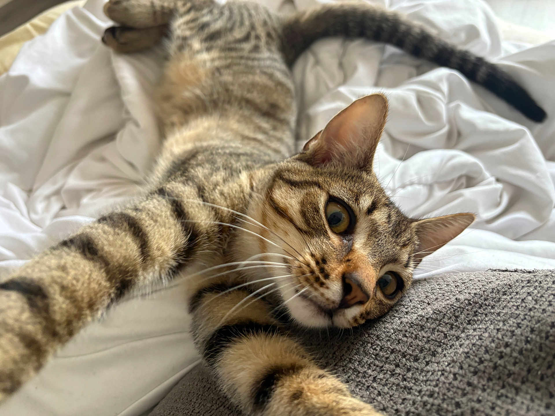 Migy participe au concours pour gagner de l'argent avec cette photo : cat, tabby, stretching, bed, white_sheets, gray_blanket, whiskers, fur, ears, tail, paws, closeup, indoor, pet, mammal, curious, relaxed, feline, animal, domestic
