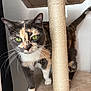 Kiara participe au concours pour gagner de l'argent avec cette photo : cat, calico, green_eyes, whiskers, scratching_post, cat_tree, indoor, pet, feline, curious, carpeted, animal, cute, close_up, paw, fur, playful, household, mammal, domestic