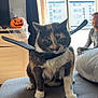 cat, calico_cat, bat_wings, costume, halloween, pumpkin, decorations, cobweb, couch, indoor, person, window, daylight, furniture, curious, pet, animal, home, smiling, seated