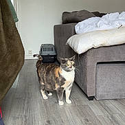 Kiara participe au concours pour gagner de l'argent avec cette photo : calico_cat, cat, pet_carrier, living_room, couch, cushions, wood_floor, indoor, furniture, decor, wall_art, doorway, home, cozy, animal, mammal, fur, whiskers, tail, alert