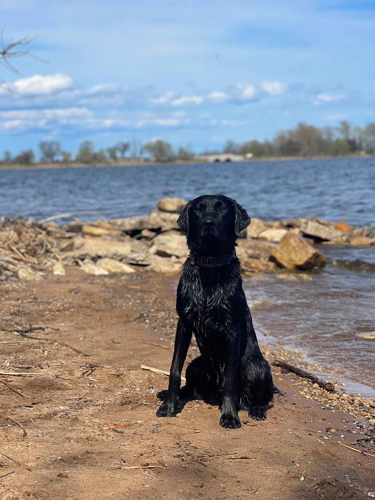 Benelli is registered to the contest to win money with this photo: beach, carnivore, cloud, dog, dog_breed, gun_dog, horizon, lake, landscape, ocean, retriever, rock, sky, sporting_group, tail, water, water_dog, wind_wave, wood, working_animal