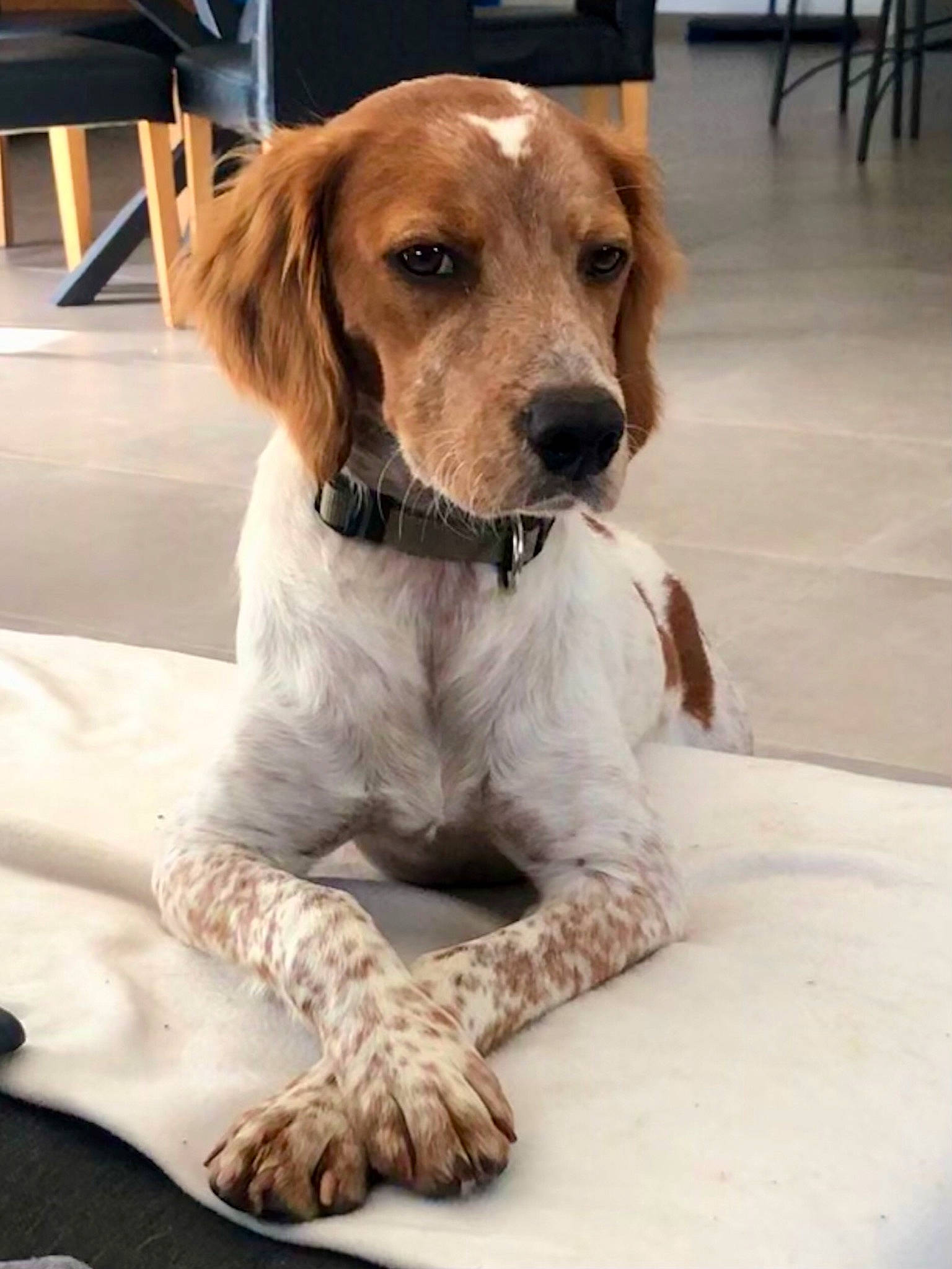 Jackson participe au concours pour gagner de l'argent avec cette photo : canidae, carnivore, chair, collar, companion_dog, dog, dog_breed, dog_clothes, dog_collar, dog_supply, fawn, flooring, fur, leash, liver, pet_supply, snout, sporting_group, tile_flooring, working_animal