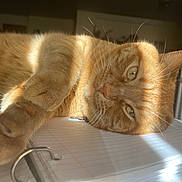 Carmel is registered to the contest to win money with this photo: animal, cat, closeup, cute, domestic, face, feline, fur, ginger_cat, home, indoor, notebook, paw, pet, relaxing, shadow, sleepy, study, sunlight, whiskers