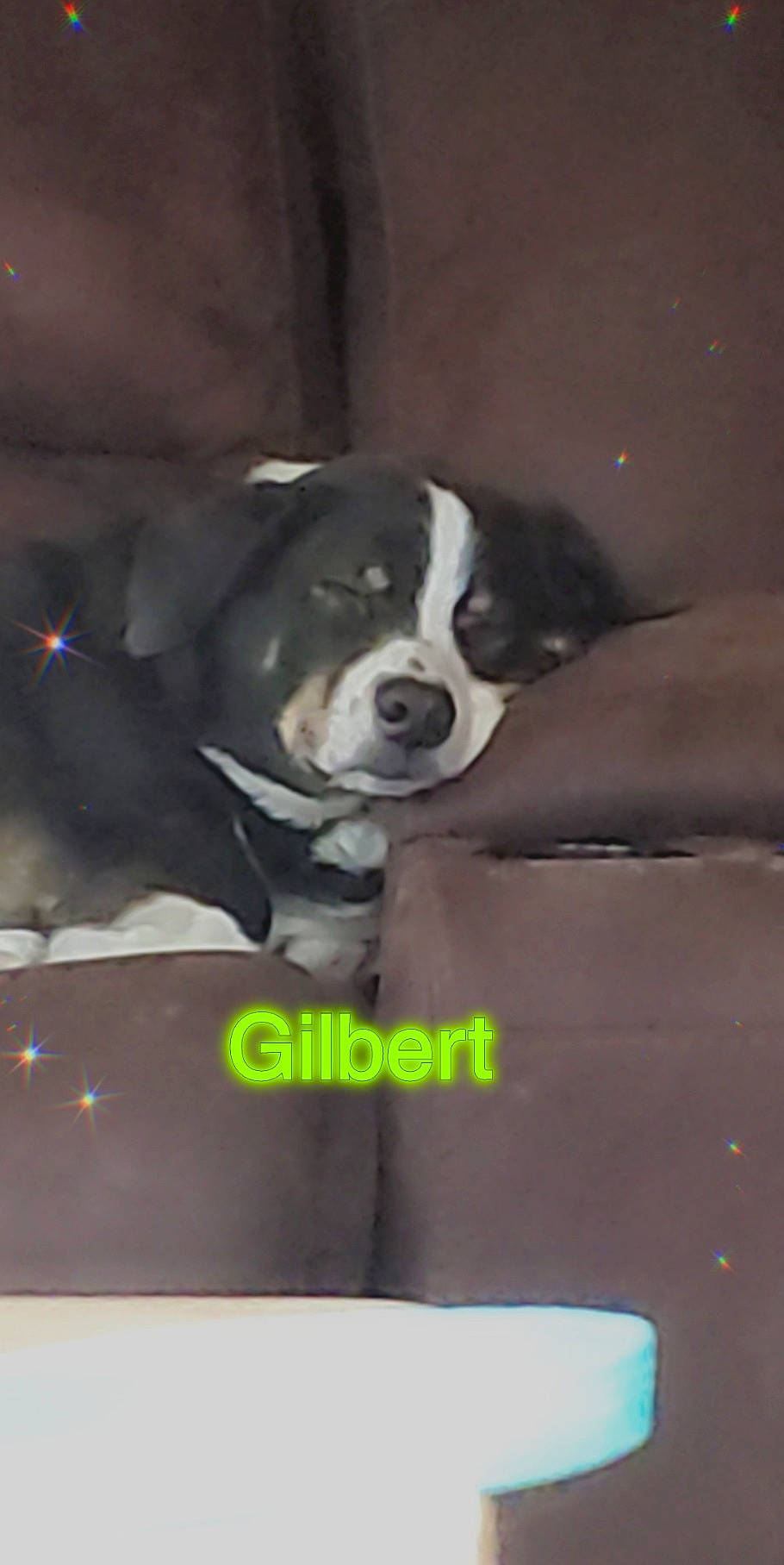 Gilbert joined the competition — help win amazing prizes! beaglier, bored, boston_terrier, carnivore, comfort, companion_dog, dog, dog_breed, flooring, non_sporting_group, snout, sporting_group, tail, working_animal