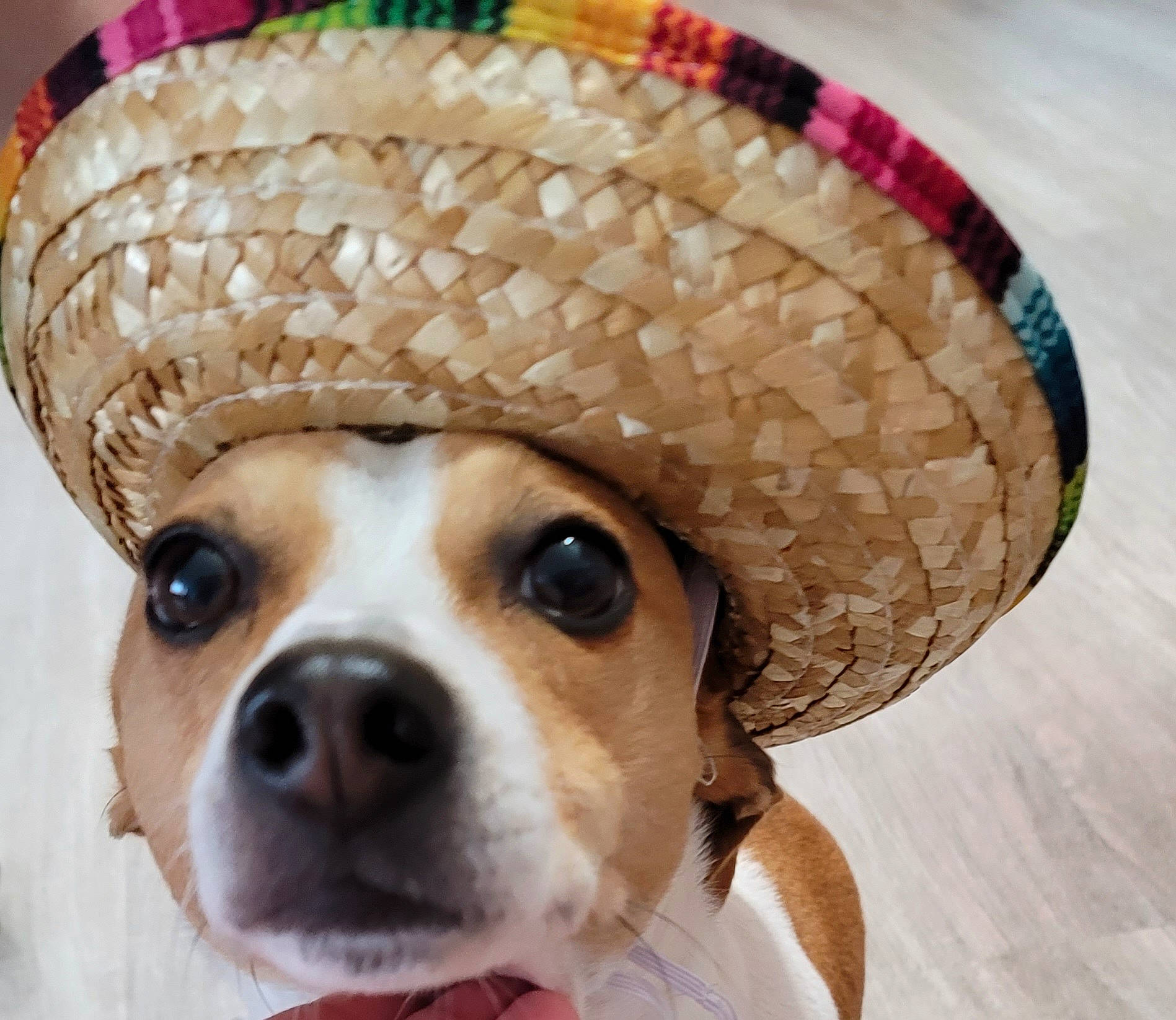 Owen joined the competition — help win amazing prizes! cap, carnivore, companion_dog, costume_hat, dog, dog_breed, dog_clothes, eyewear, fashion_accessory, fawn, fedora, fur, hat, pet_supply, snout, sporting_group, sun_hat, toy_dog, whiskers, working_animal