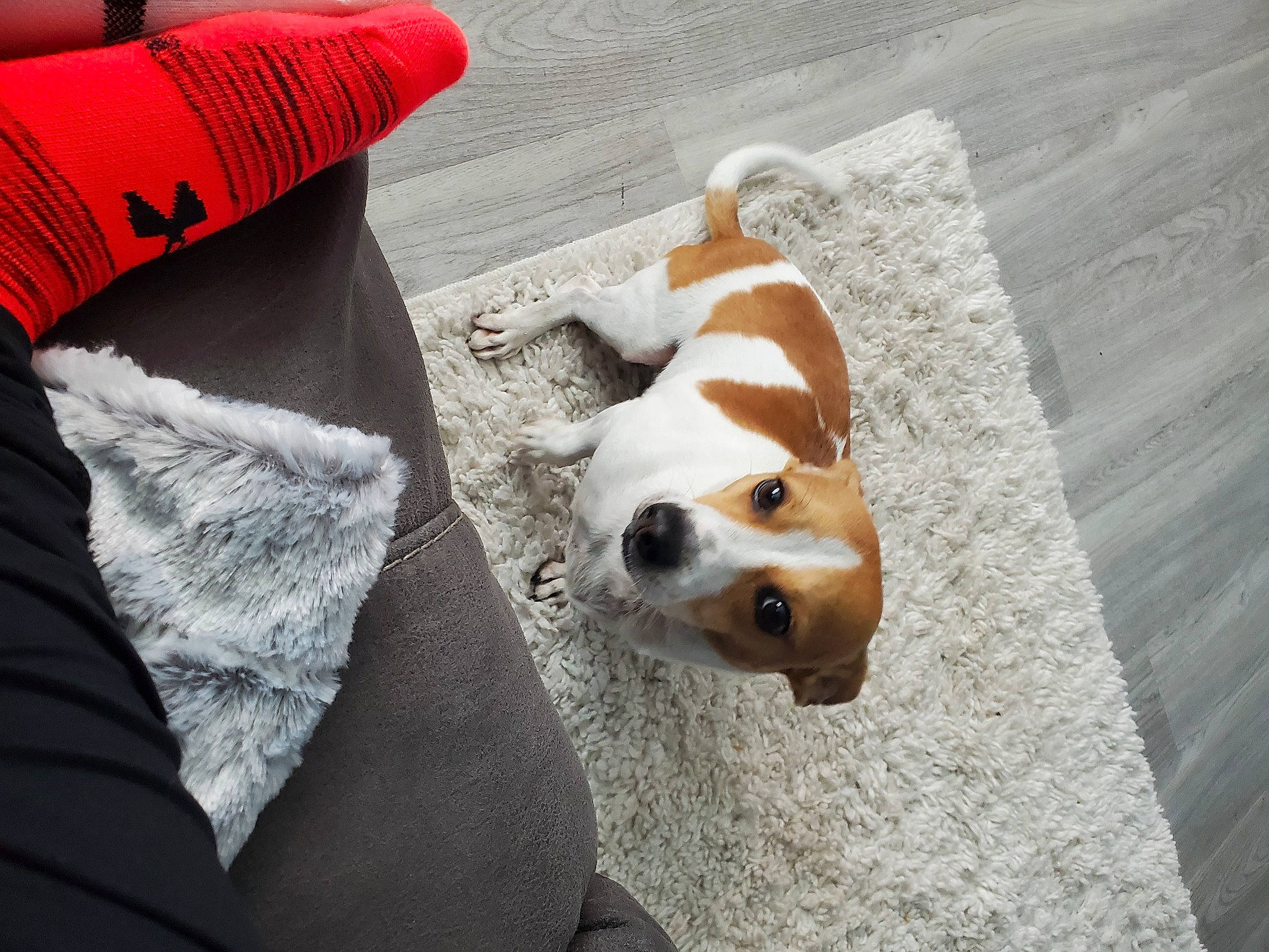 Owen joined the competition — help win amazing prizes! canidae, carnivore, collar, comfort, companion_dog, dog, dog_breed, dog_supply, fawn, flooring, fur, non_sporting_group, paw, pet_supply, road_surface, sporting_group, tail, whiskers, working_animal